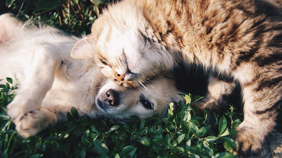 Chien et chat allongés dans un pré - assurance-sante-pour-animal 