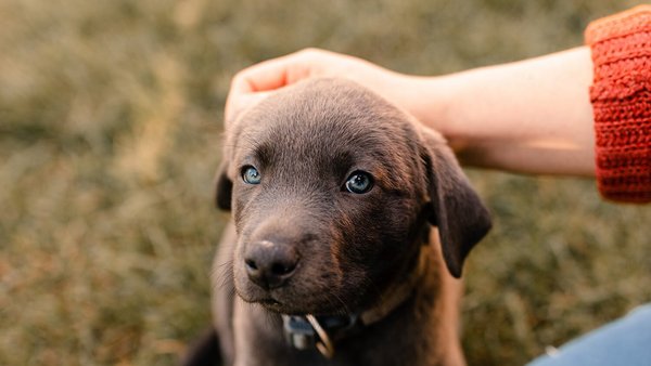 Un petit chiot se fait caresser la tête – assurance santé pour chiens